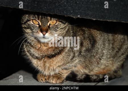 Ritratto ravvicinato di un gatto randagio seduto sotto una copertura alla luce del sole Foto Stock