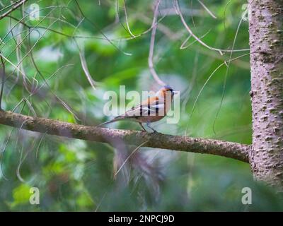 Il Chaffinch comune si trova su un ramo in primavera su sfondo verde. Bella songbird Chaffinch comune nella fauna selvatica. Il chaffinch comune o semplicemente il c Foto Stock