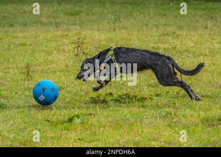 Un cucciolo in lurcher insegue un calcio. Foto Stock