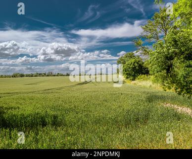 Vista su un campo di grano fino a una chiesa del villaggio. Foto Stock