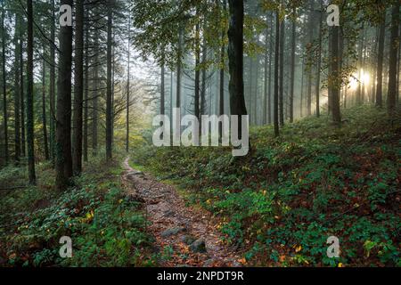 Sentiero roccioso attraverso il bosco vicino a Monmouth nel Galles del Sud. Foto Stock