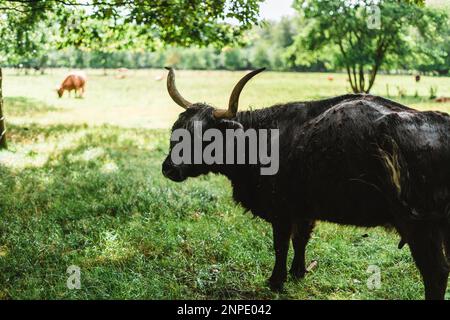 Bestiame delle Highland in piedi su erba verde Foto Stock