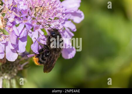 Queen Cuckoo Bee dalla coda rossa, Bombus rupestris, poggiante su un fiore scabioso. Questo è il parassita sociale del Bumblebee dalla coda rossa. Foto Stock