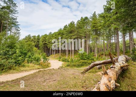 Alti pini fiancheggiano un sentiero sabbioso nel profondo di Formby Woods vicino a Liverpool. Foto Stock