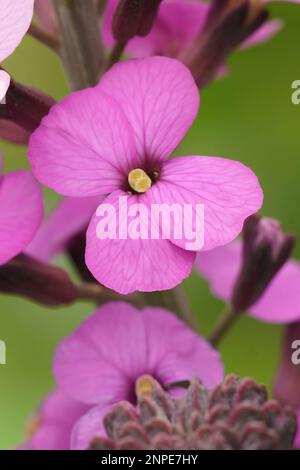 Primo piano verticale su un fiore viola del comune wallflower, erysimum cheiri Foto Stock