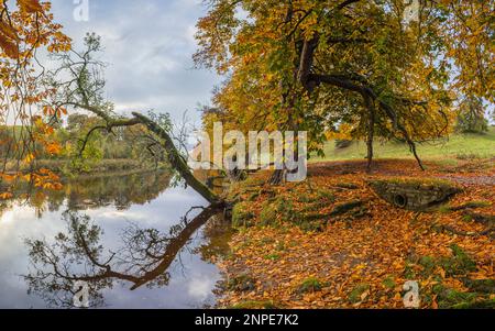 Foglie dorate viste lungo la riva del fiume Wharfe a Hebden nello Yorkshire. Foto Stock