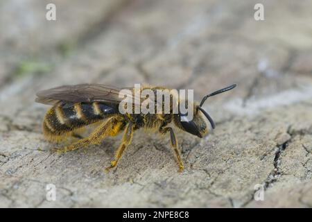 Primo piano naturale su un'ape femminile comune nel solco, Lasioglossum calceatum Foto Stock
