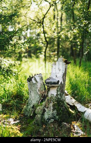 Tronco d'albero con fungo su di esso in un soleggiato bosco Foto Stock