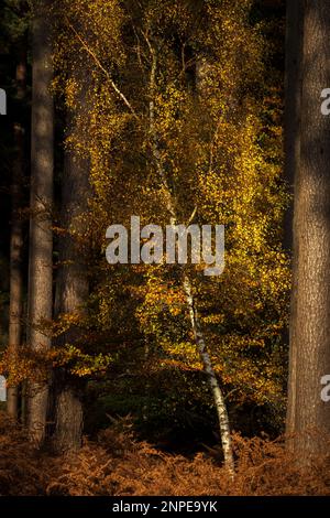 Una betulla d'argento solica che cresce tra pini. Foto Stock
