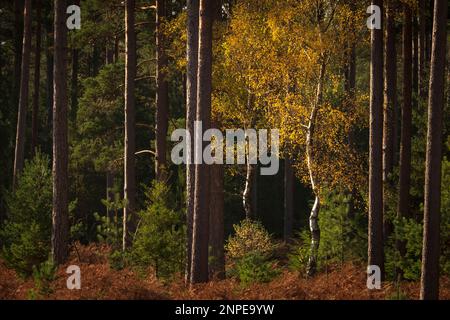 Una betulla d'argento solica che cresce tra pini. Foto Stock
