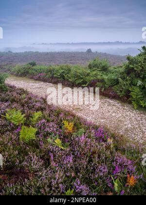 Un percorso attraverso l'erica viola nella Nuova Foresta. Foto Stock