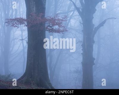 Faggi nella nebbia in una mattina nebbiosa d'inverno. Foto Stock
