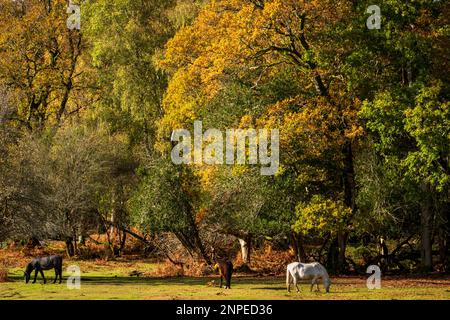 Nuovi pony della foresta che pascolano accanto agli alberi autunnali. Foto Stock