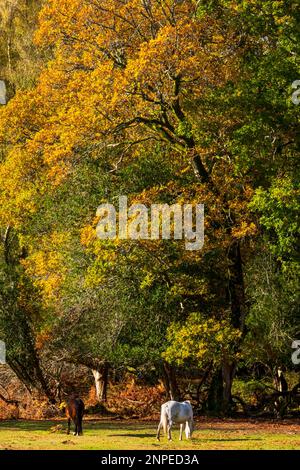 Nuovi pony della foresta che pascolano accanto agli alberi autunnali. Foto Stock