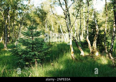 Bellissima e rinfrescante forrest in una soleggiata giornata primaverile in Germania Foto Stock