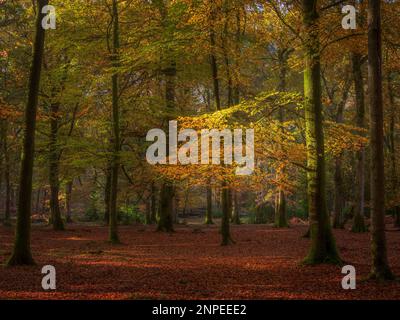 Faggi nei colori autunnali a Rhinefield nella Nuova Foresta. Foto Stock