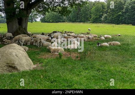 Gregge di pecore Texel che riposano all'ombra dell'albero in estate. Foto Stock