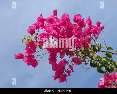 Bouganvillea rosa o triplo fiore Foto Stock