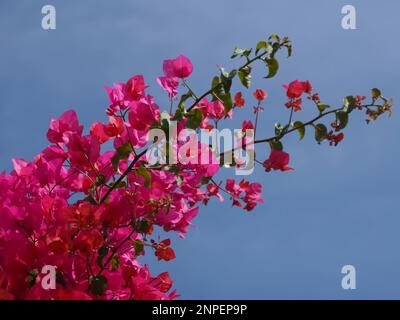 Bouganvillea rosa o triplo fiore Foto Stock