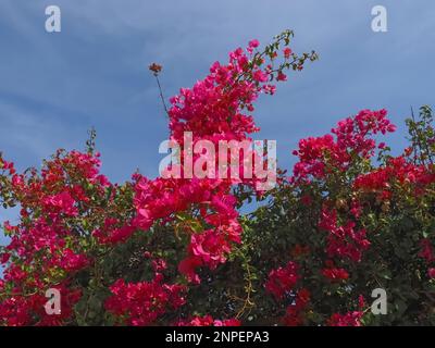 Bouganvillea rosa o triplo fiore Foto Stock