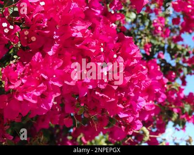 Bouganvillea rosa o triplo fiore Foto Stock