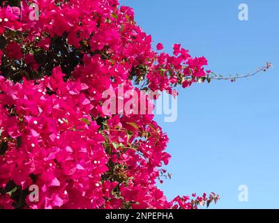 Bouganvillea rosa o triplo fiore Foto Stock