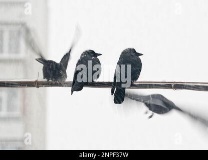 Jackdaws, (lat. Coloeus monidula, sin. Corvus monidula), decolorando dal filo in inverno Foto Stock