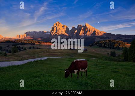 L'Alpe di Siusi (in italiano: Alpe di Siusi, Ladino: Mont Sëuc) è un altopiano dolomitico e il più grande prato alpino d'alta quota (in tedesco: Alm) d'Europa. Posizione Foto Stock