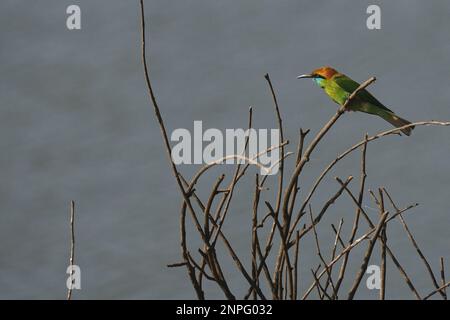 Un colorato uccello asiatico verde ape mangiatore, arroccato sul ramo di un cespuglio al bordo di un lago. Foto Stock