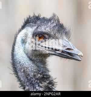 Ritratto estremo di primo piano di Emu Foto Stock