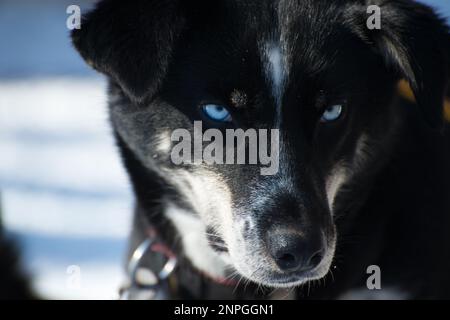 Ritratto di Husky siberiano con occhi blu che guardano alla telecamera. Lapponia Foto Stock