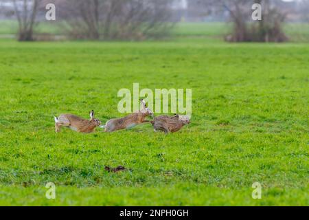 Primo piano di un gruppo di lepri o lepri europea, Lepus europaeus, che picchiano durante la stagione di accoppiamento in habitat naturale che corrono l'uno dopo l'altro attraverso la g Foto Stock