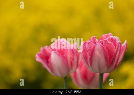 Primo piano di tulipani rosa e bianchi in piena fioritura con gocce di pioggia davanti a uno sfondo giallo Foto Stock