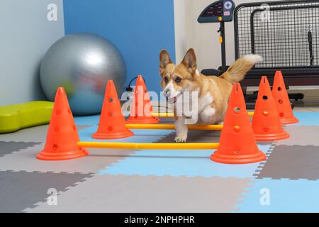 Riabilitazione del cane sotto cura umana. Salute degli animali Foto Stock