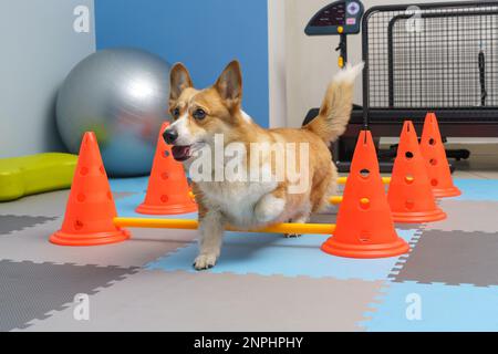 Riabilitazione del cane sotto cura umana. Salute degli animali Foto Stock