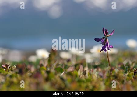 Primo piano su un fiore viola, comune. Alpino latte-vecch ai primi di giugno. Astragalus alpinus L. su un prato. Montagne nordiche. Foto Stock