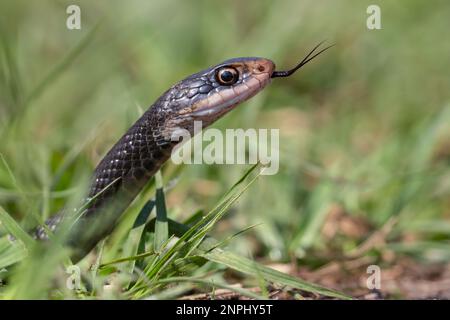 Un serpente da corsa nero del sud cerca un pasto ai giardini botanici di Mead in Winter Park, Florida. Foto Stock