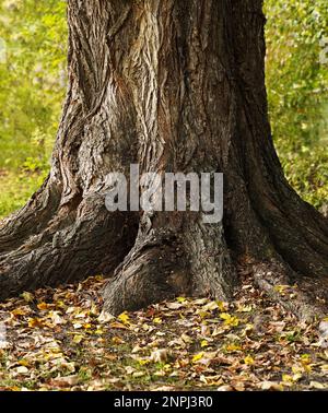 Albero centenario con grande tronco e grandi radici Foto Stock