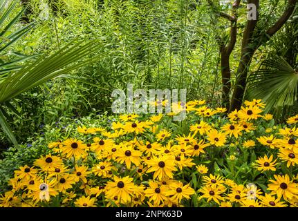 Rudbeckia fulgida fiori in piena fioritura Foto Stock