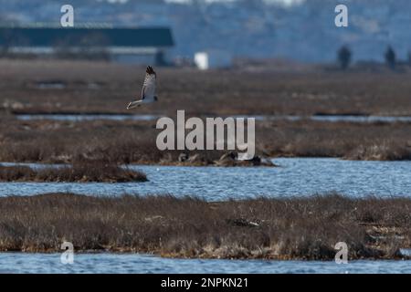 Harrier settentrionale maschio che sorpassa la palude Foto Stock