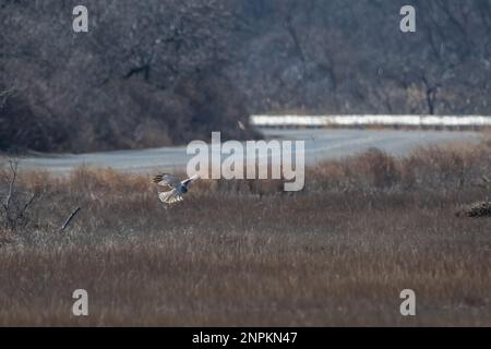 Harrier settentrionale maschio che sorpassa la palude Foto Stock