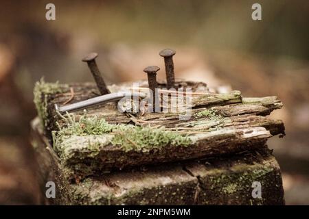 primo piano di chiodi arrugginiti in vecchio asse Foto Stock