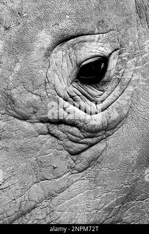 Fotografia in bianco e nero di un occhio di rinoceronte con dettagli della pelle in formato verticale Foto Stock