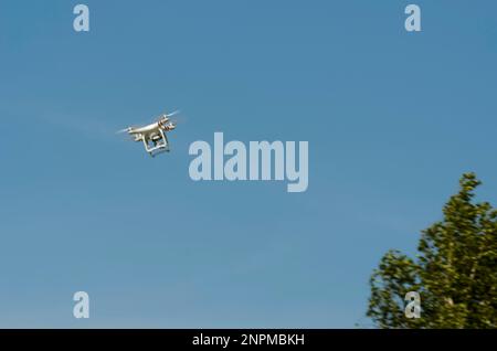 Un quadricottero DJI bianco vola nel cielo blu vicino alla corona di un albero. Foto Stock