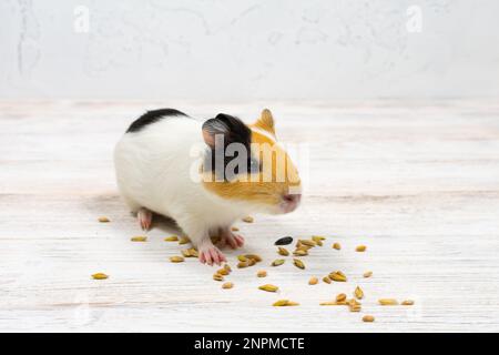 Cavia multicolore su fondo bianco mangia grani di grano. Foto Stock