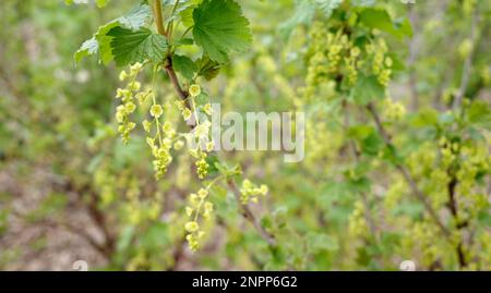 Un cespuglio di ribes rosso in aprile con incospicui fiori giallo-verdi. Foto Stock