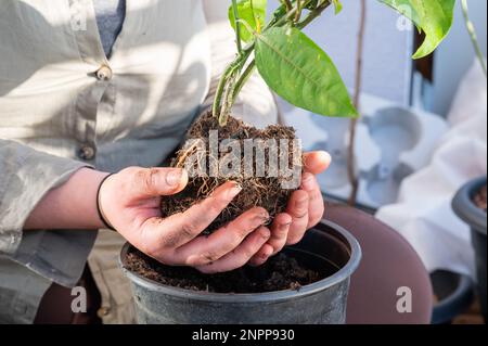 La donna tiene in mano una pianta di frutto della passione con radici e terreno, reputando la pianta in una pentola più grande, seduto sul balcone, senza volto visibile Foto Stock