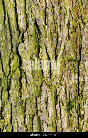 Wych Elm (ulmus glabra), primo piano che mostra il dettaglio e le texture nella corteccia di un albero maturo. Foto Stock