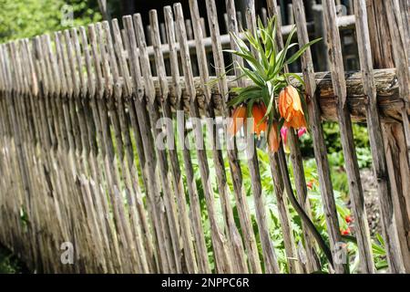 Freilicht Museum Salisburgo, Austria Foto Stock