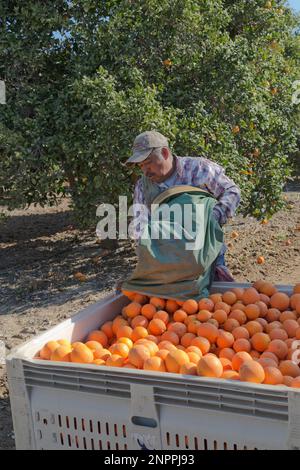 Lavoratore che deposita Valencia arance 'Citrus sinensis' in campo bin, California. Foto Stock